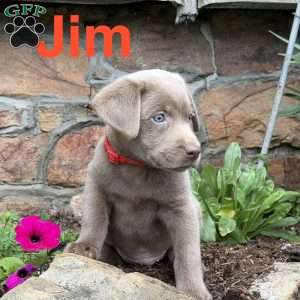 Jim, Silver Labrador Retriever Puppy